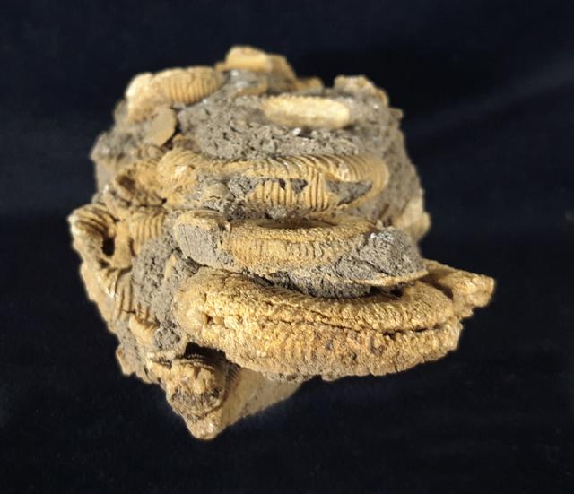 Dactylioceras athleticum (SIMPSON 1855) - Bild &copy; FossNet FossilienStore